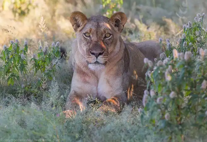 Львы из Калахари