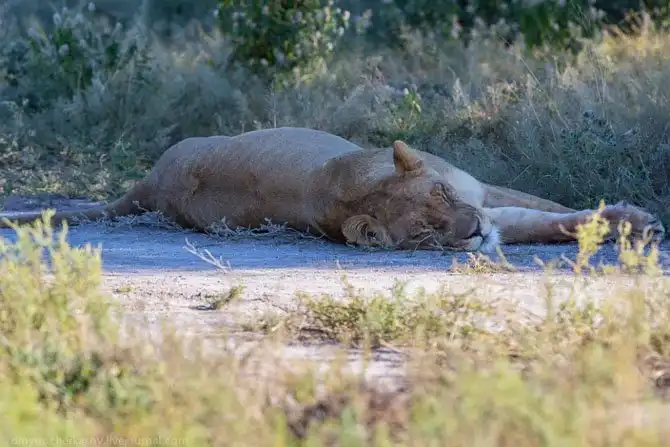 Львы из Калахари