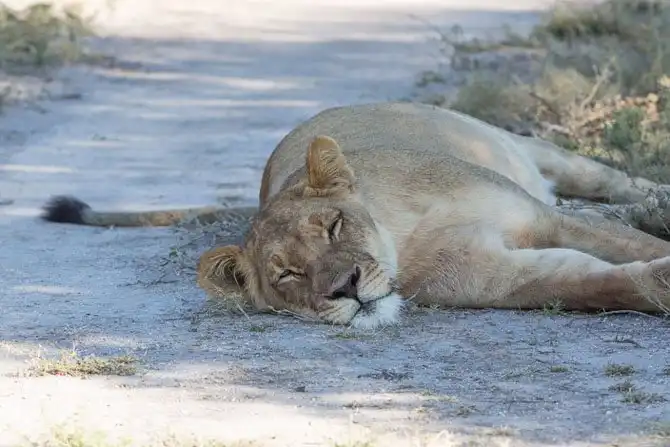 Львы из Калахари