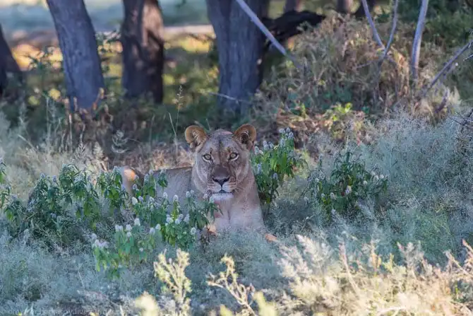 Львы из Калахари