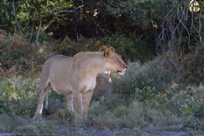 Львы из Калахари
