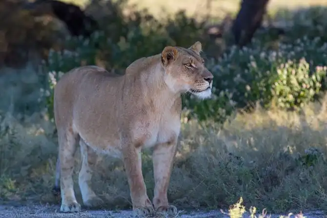 Львы из Калахари