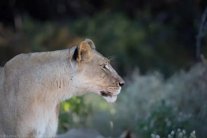 Львы из Калахари