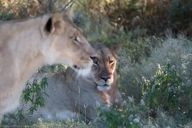 Львы из Калахари