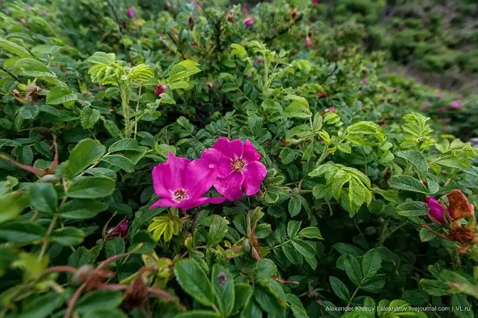 Маяк Скрыплева: морские ворота во Владивосток