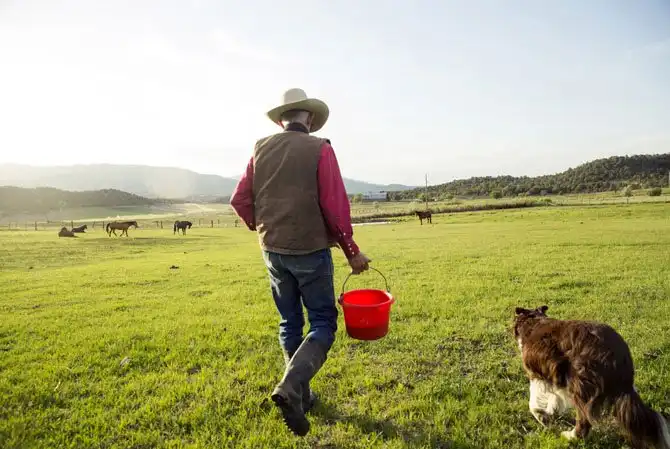 Жизнь на настоящем ранчо