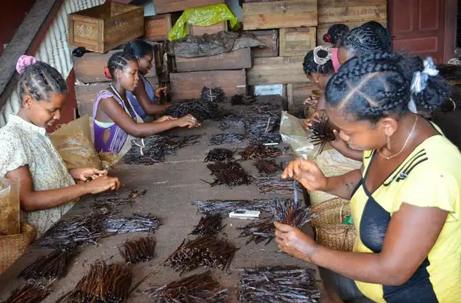 Как выращивают ваниль на Мадагаскаре