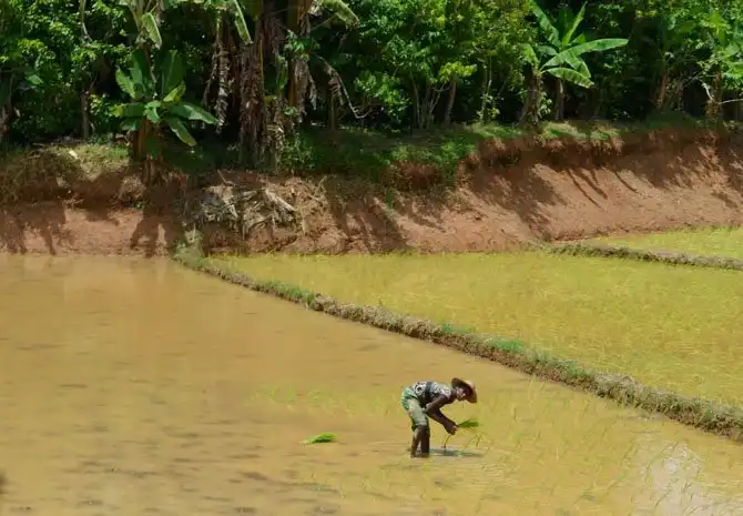 Как выращивают ваниль на Мадагаскаре