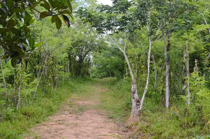 Как выращивают ваниль на Мадагаскаре