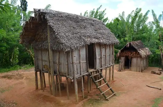 Как выращивают ваниль на Мадагаскаре