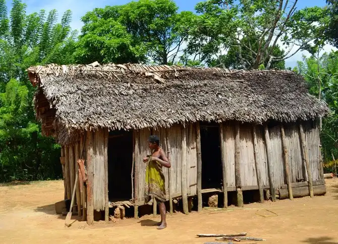 Как выращивают ваниль на Мадагаскаре