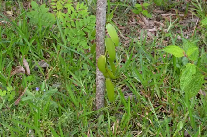 Как выращивают ваниль на Мадагаскаре