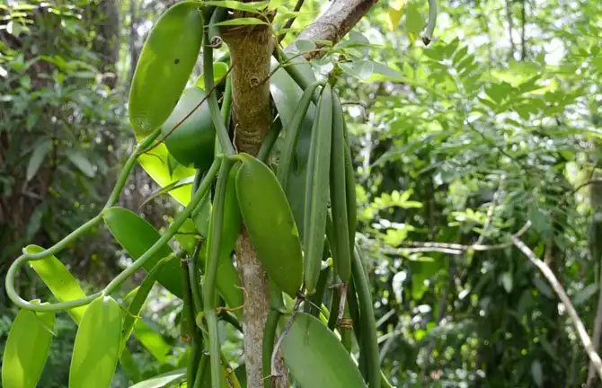 Как выращивают ваниль на Мадагаскаре