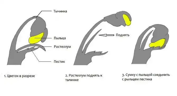 Как выращивают ваниль на Мадагаскаре