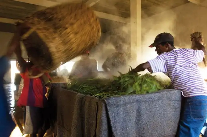 Как выращивают ваниль на Мадагаскаре