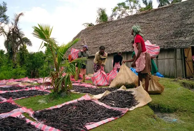 Как выращивают ваниль на Мадагаскаре