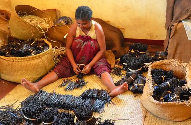 Как выращивают ваниль на Мадагаскаре