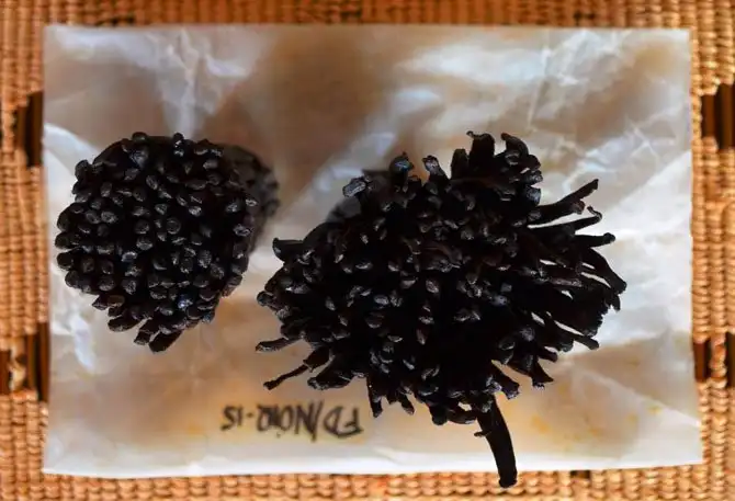 Как выращивают ваниль на Мадагаскаре