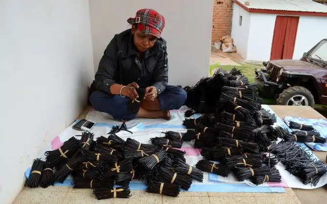 Как выращивают ваниль на Мадагаскаре