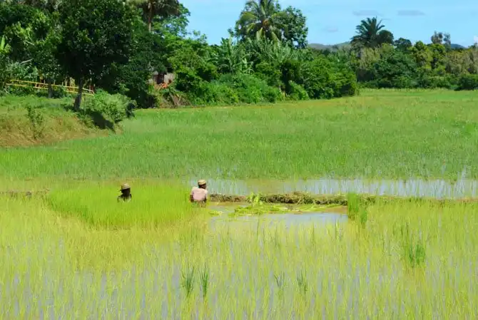 Как выращивают ваниль на Мадагаскаре