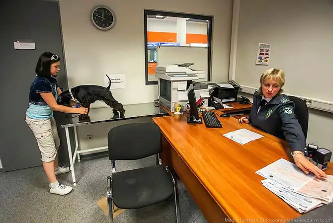 Как перевозят животных в самолете