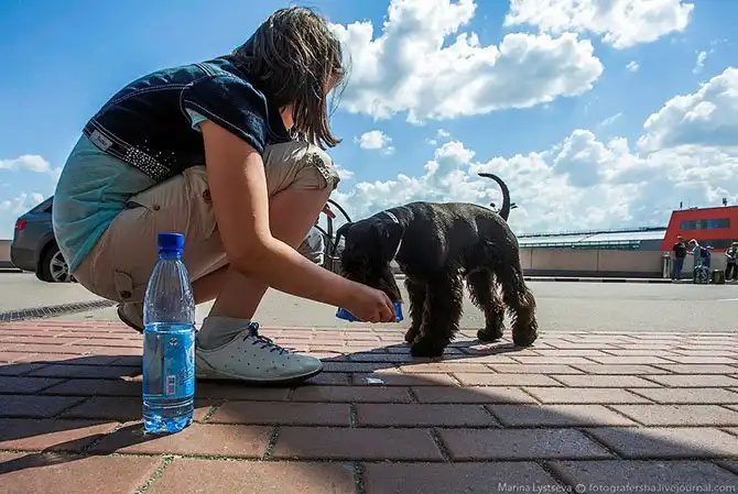 Как перевозят животных в самолете