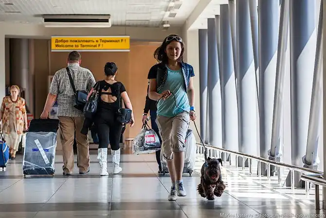 Как перевозят животных в самолете