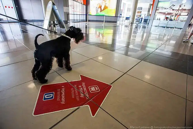 Как перевозят животных в самолете