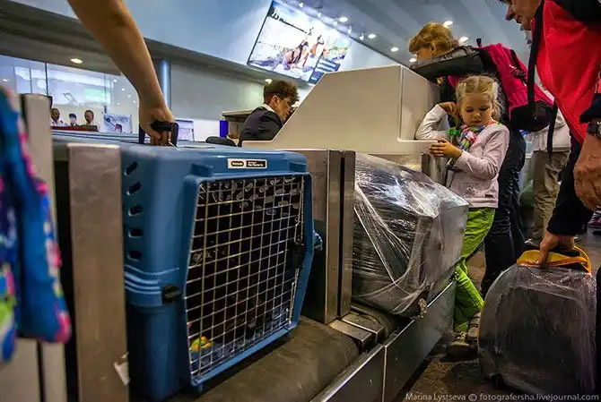 Как перевозят животных в самолете