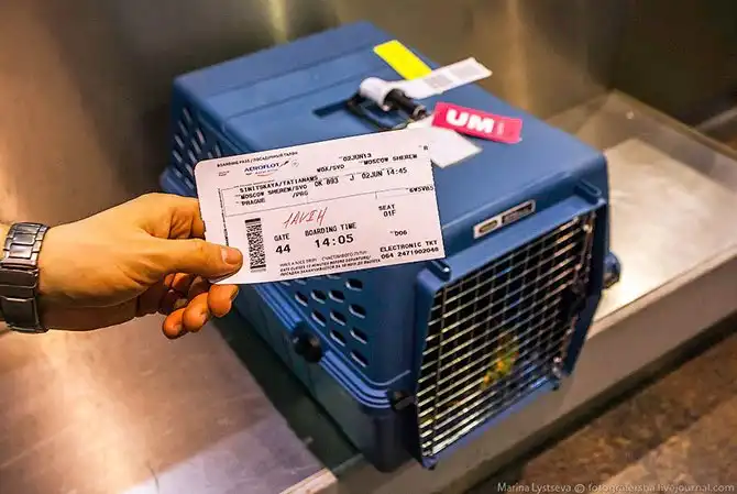 Как перевозят животных в самолете