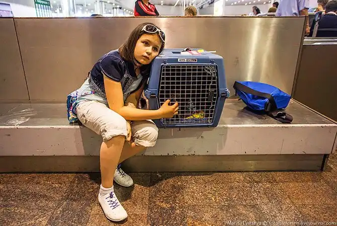 Как перевозят животных в самолете