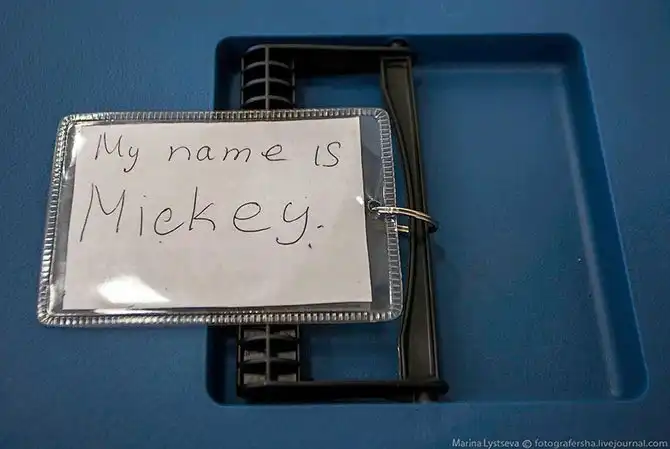 Как перевозят животных в самолете