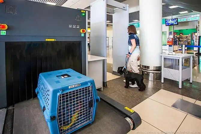 Как перевозят животных в самолете