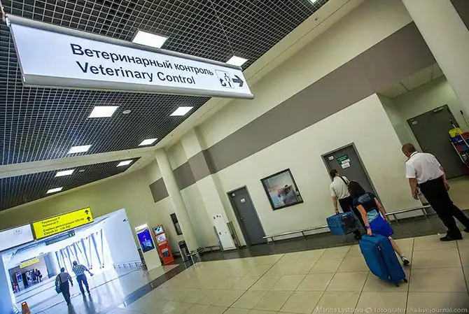 Как перевозят животных в самолете