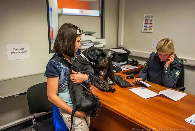 Как перевозят животных в самолете