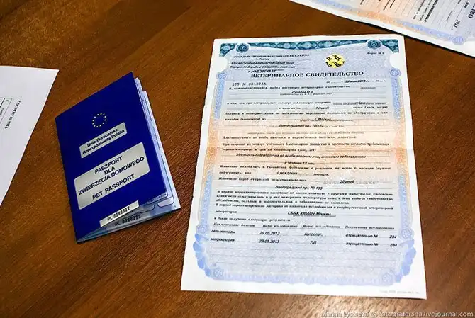 Как перевозят животных в самолете