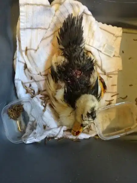 Спасенная утка - Лаки