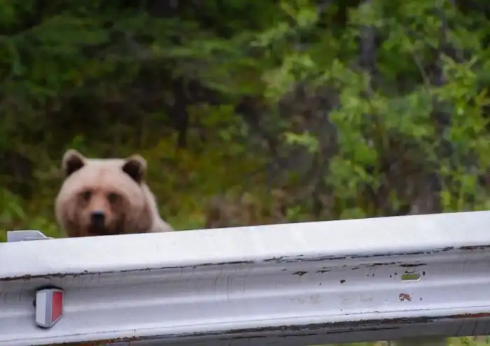 Опасная "встреча" во время остановки на загородной трассе