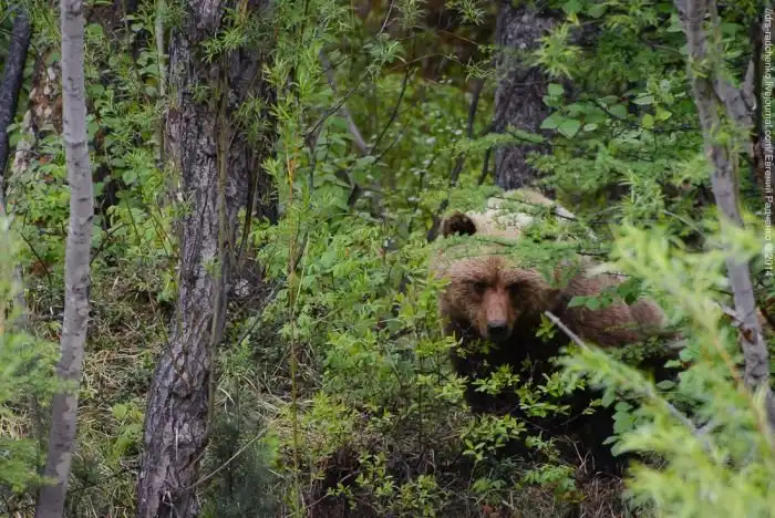Опасная "встреча" во время остановки на загородной трассе