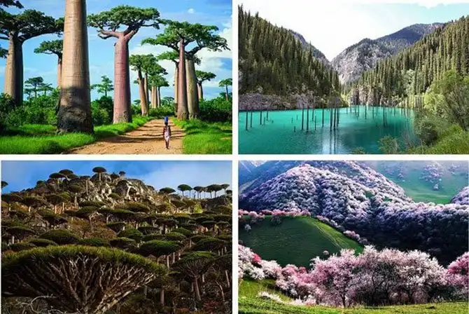 Леса нашей планеты