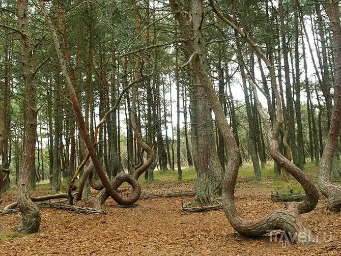 Леса нашей планеты