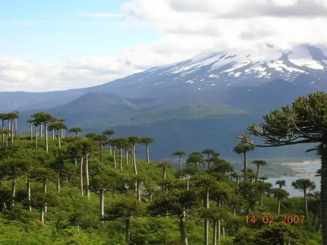 Леса нашей планеты