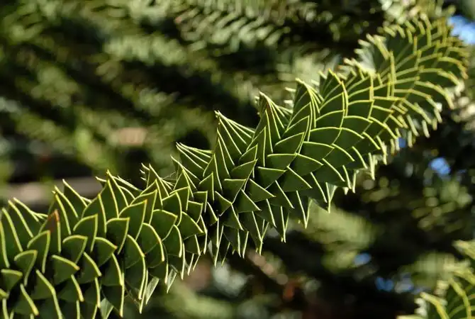 Леса нашей планеты