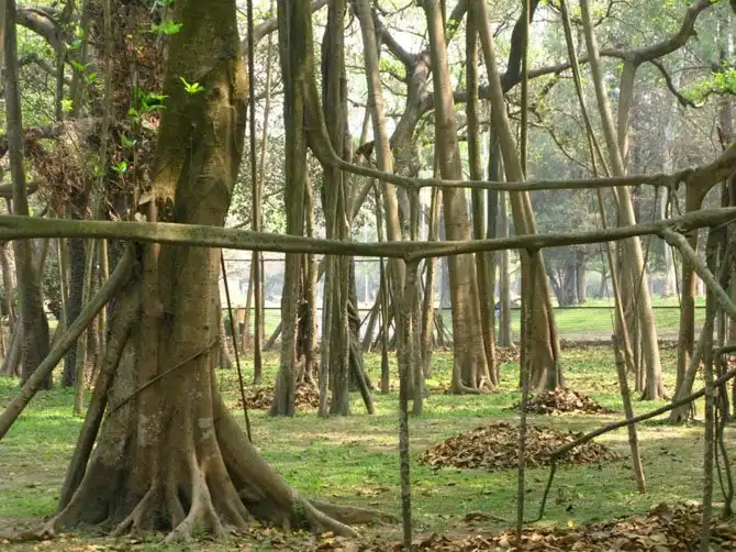 Леса нашей планеты