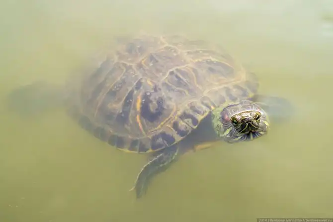 Прогулка по портовой столице Тайваня