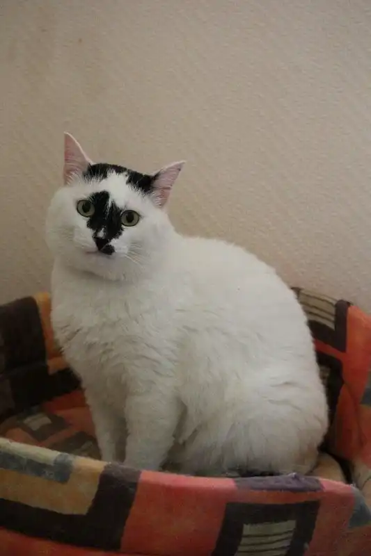 Отдам кота Адольфа