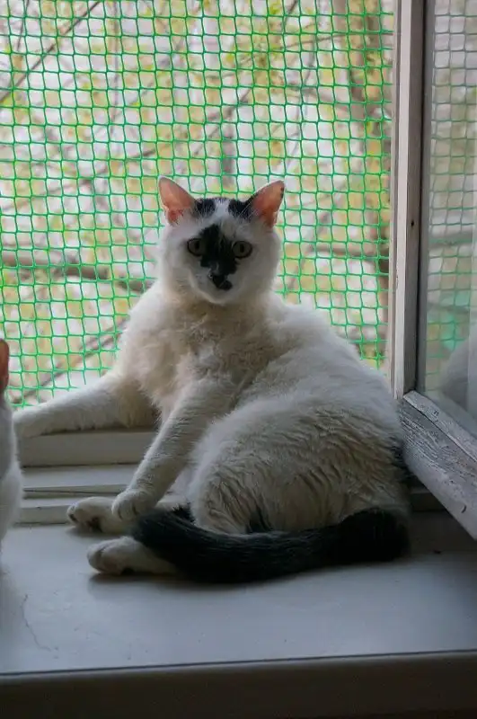 Отдам кота Адольфа