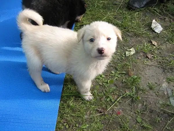 Отдам щенков