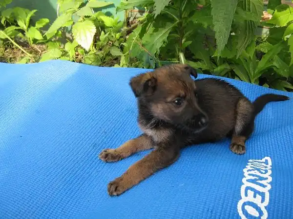 Отдам щенков