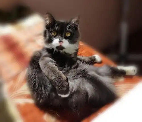 Отдам котика Ричарда